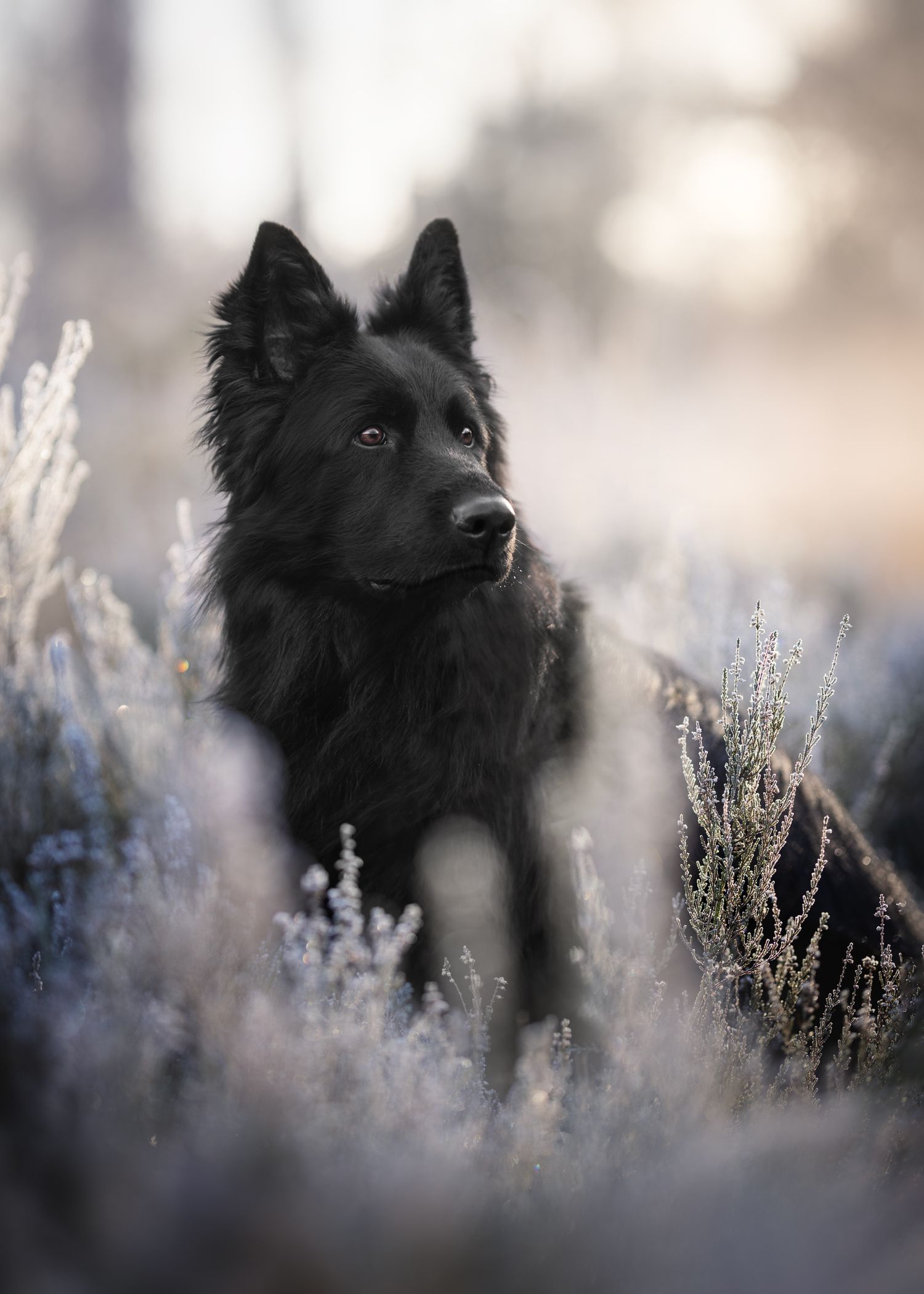 Duitse herder portret in de winter