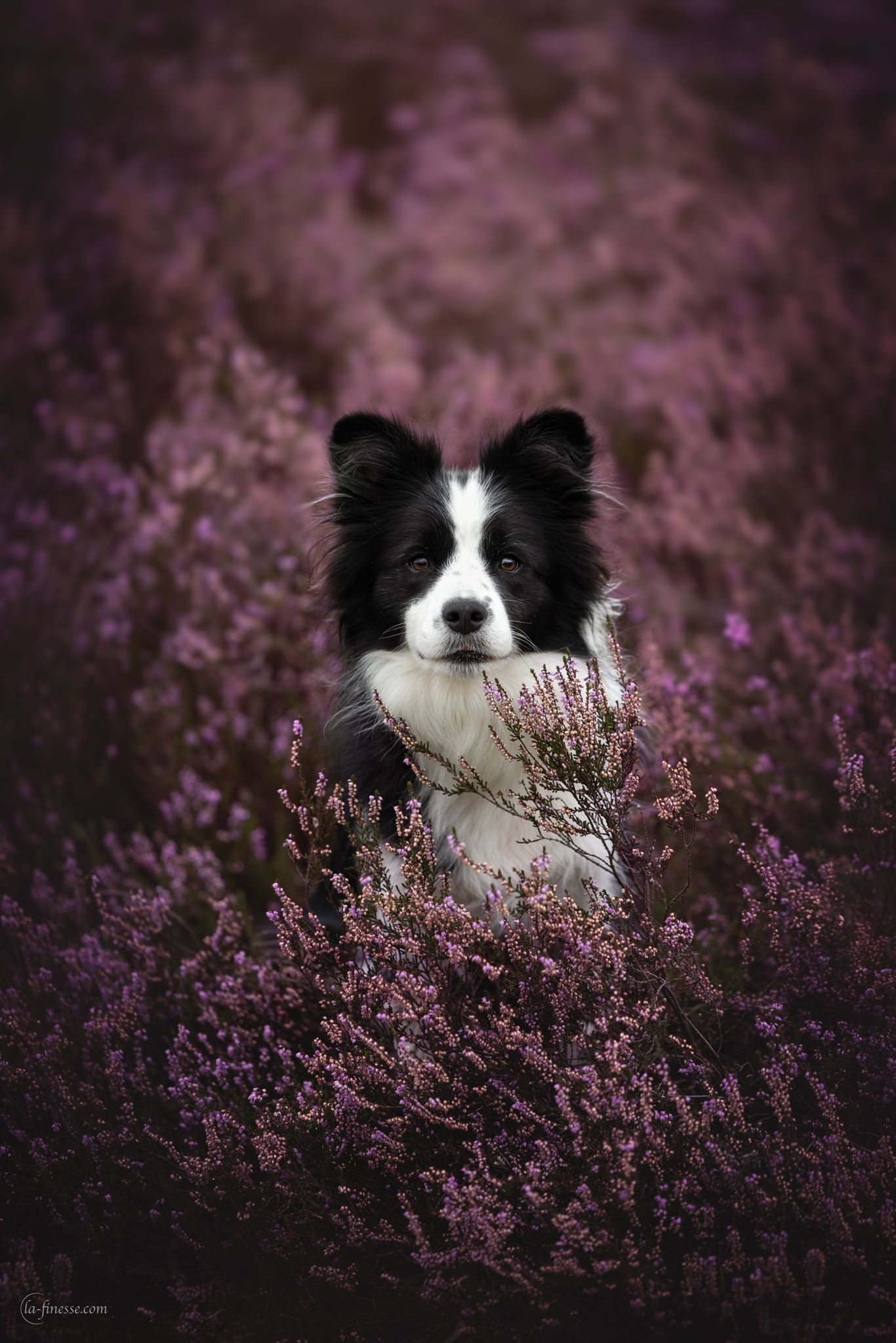 heide