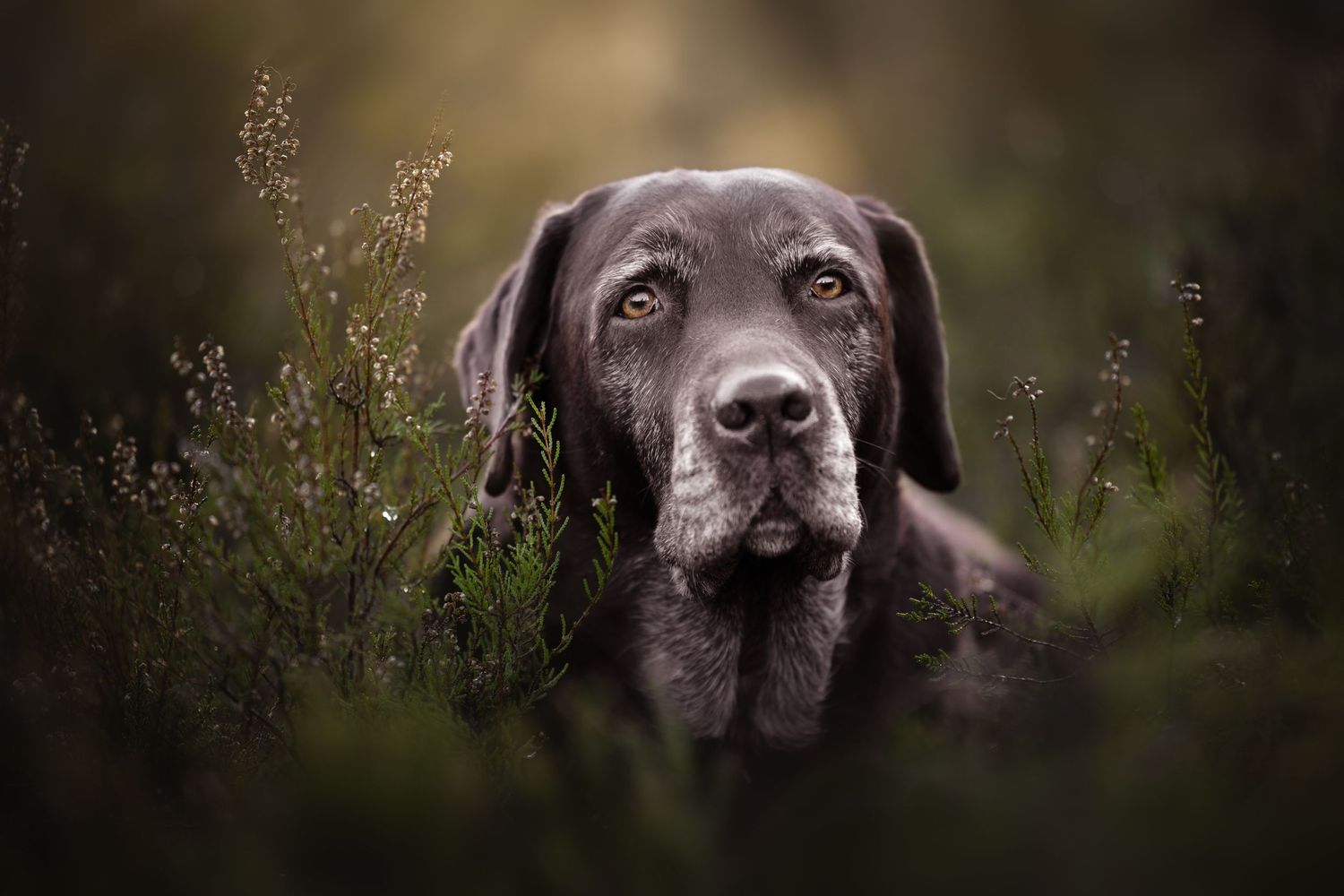 labrador foto