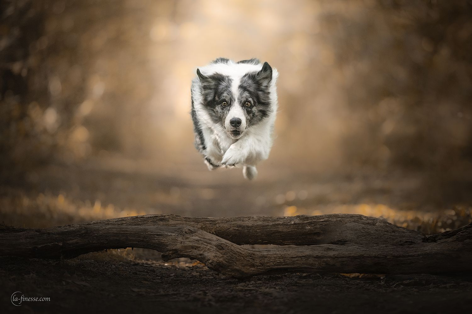 hond in actie