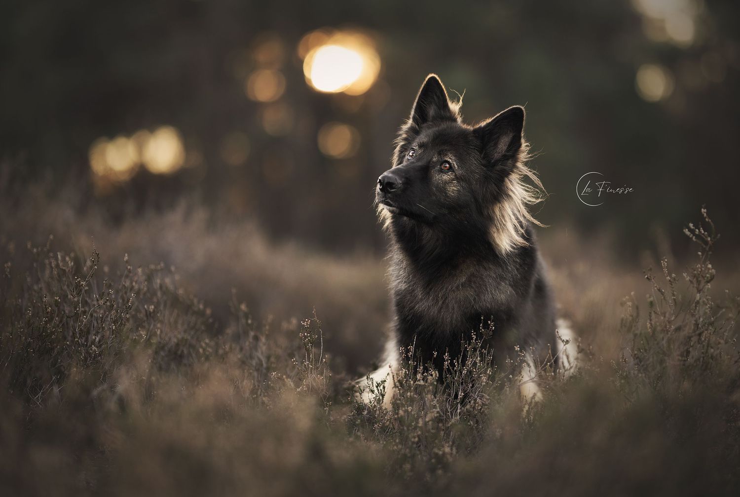 oud Duitse herder portet