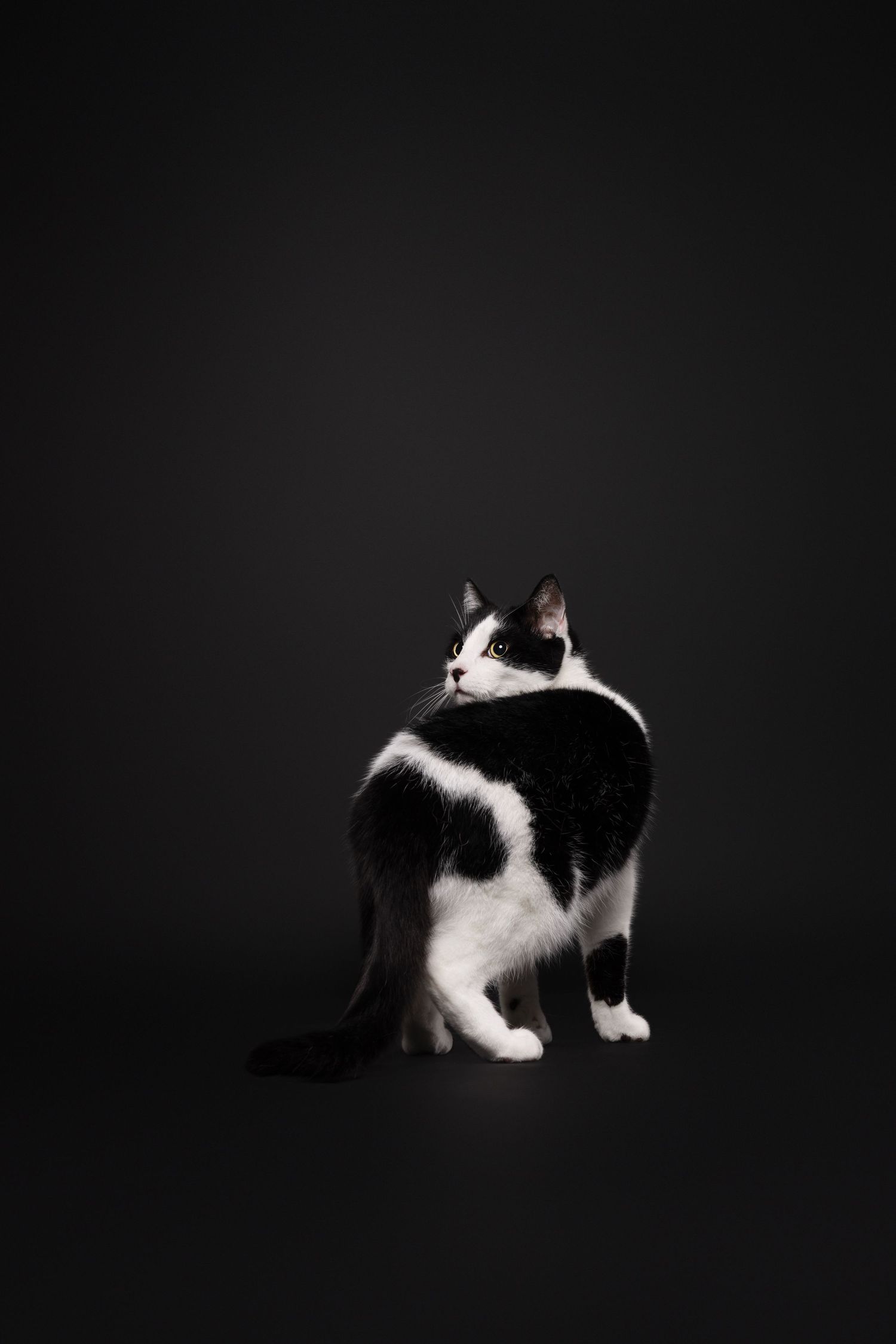 poezenportret