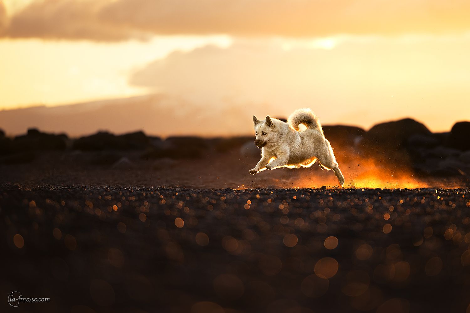 hond in actie