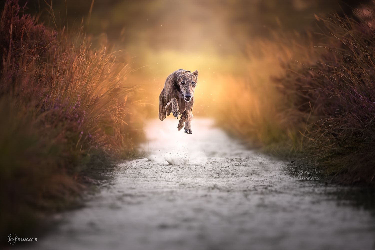 whippet