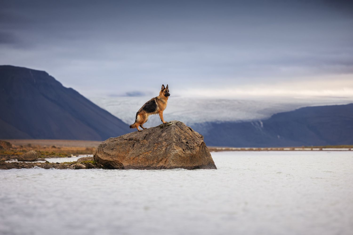 Duitse herder in ijsland