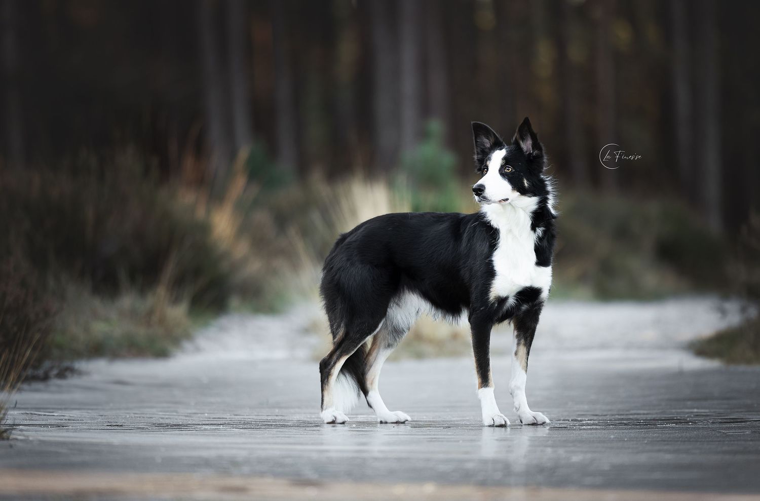 black & white dog