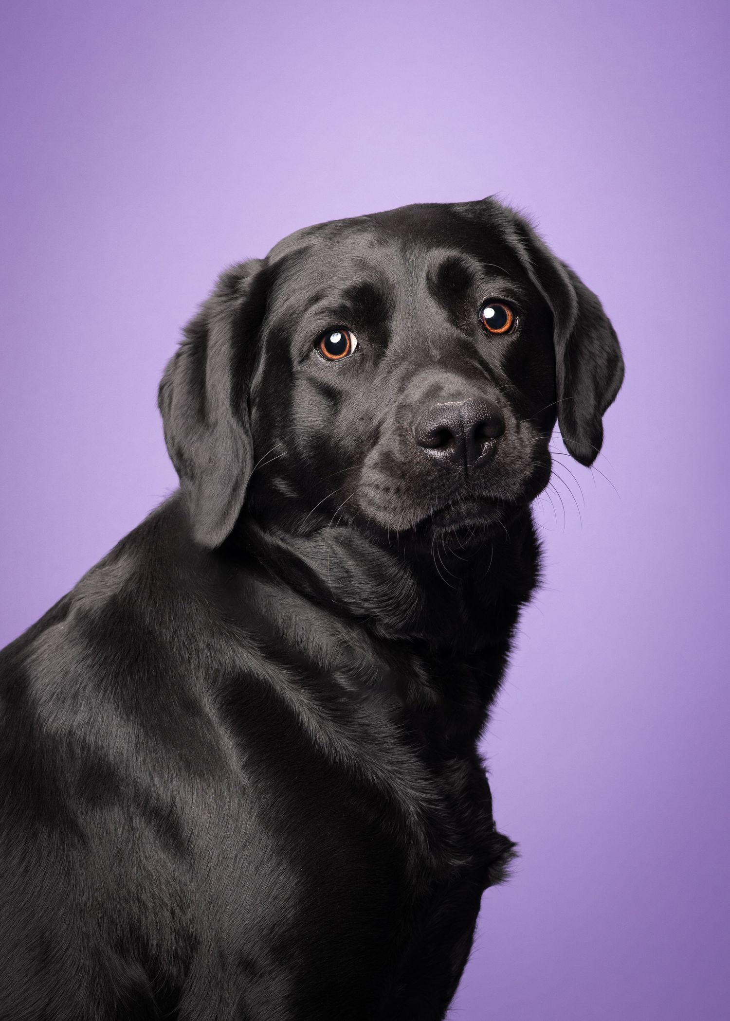 labrador