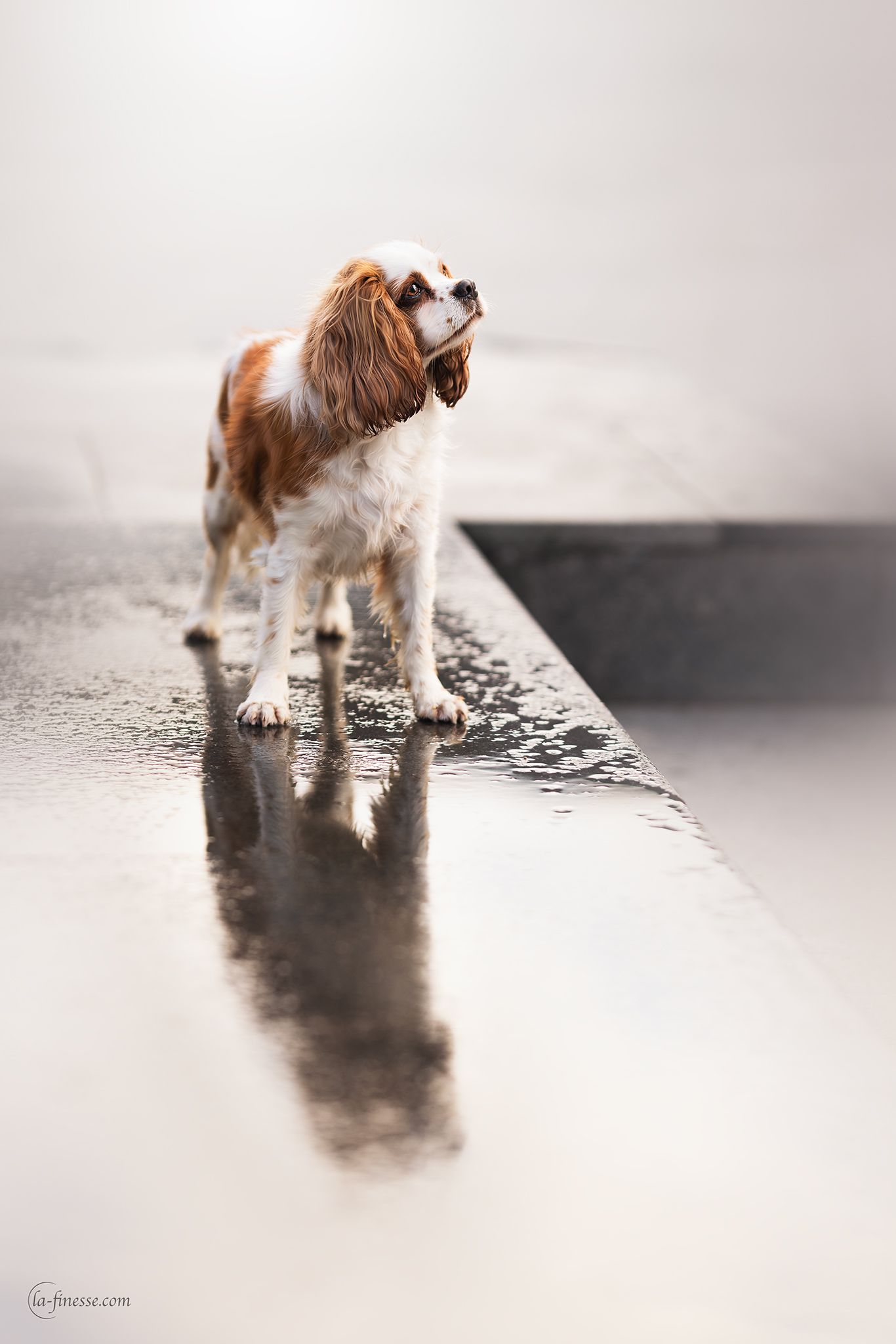 stadsfoto van hond