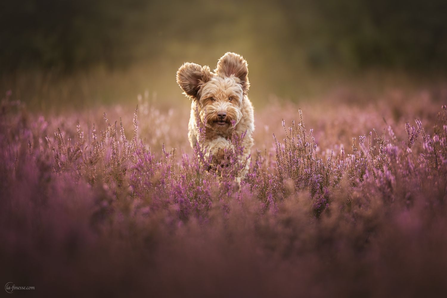 labradoodle