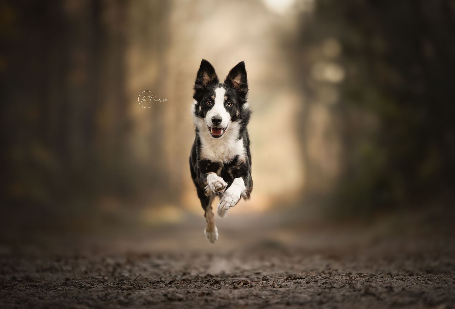 hond in actie fotografie
