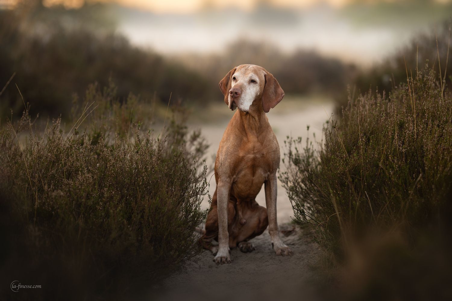 ochtend foto