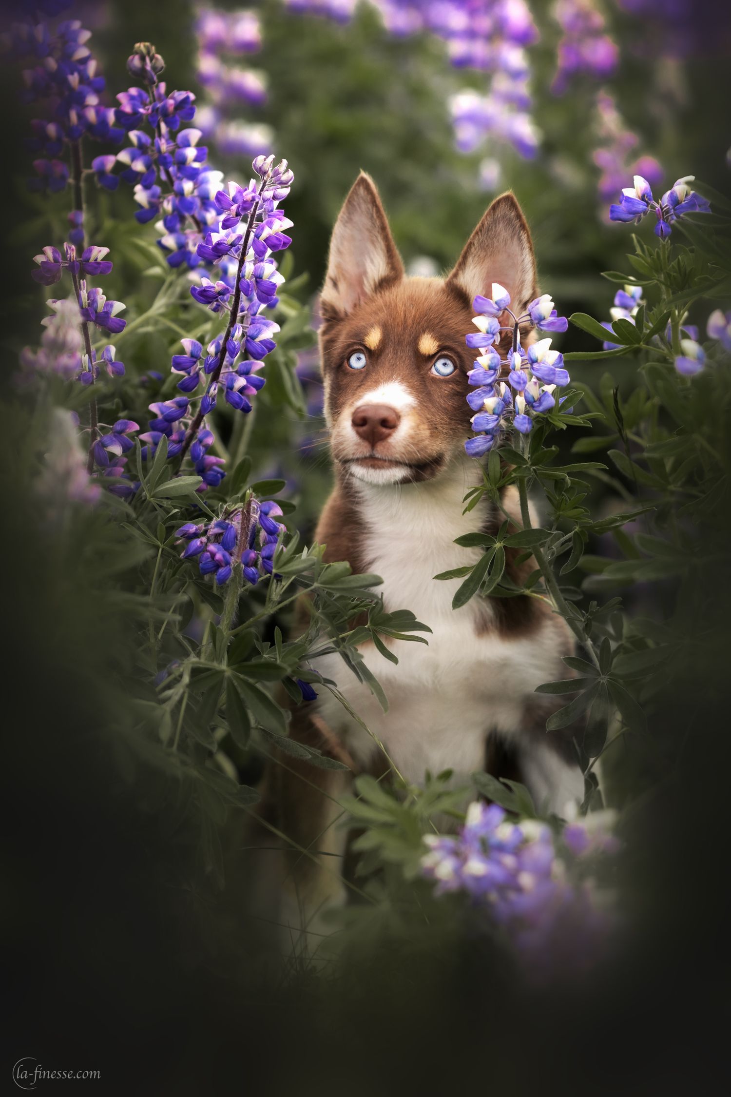 puppy tussen lupiness