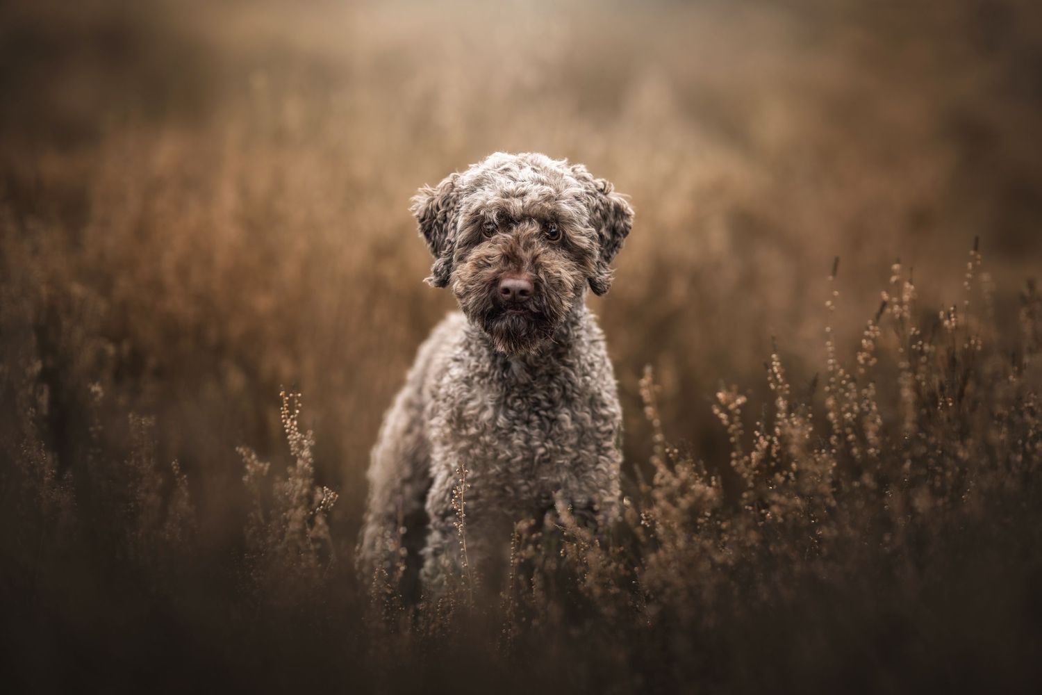 waterhond portret