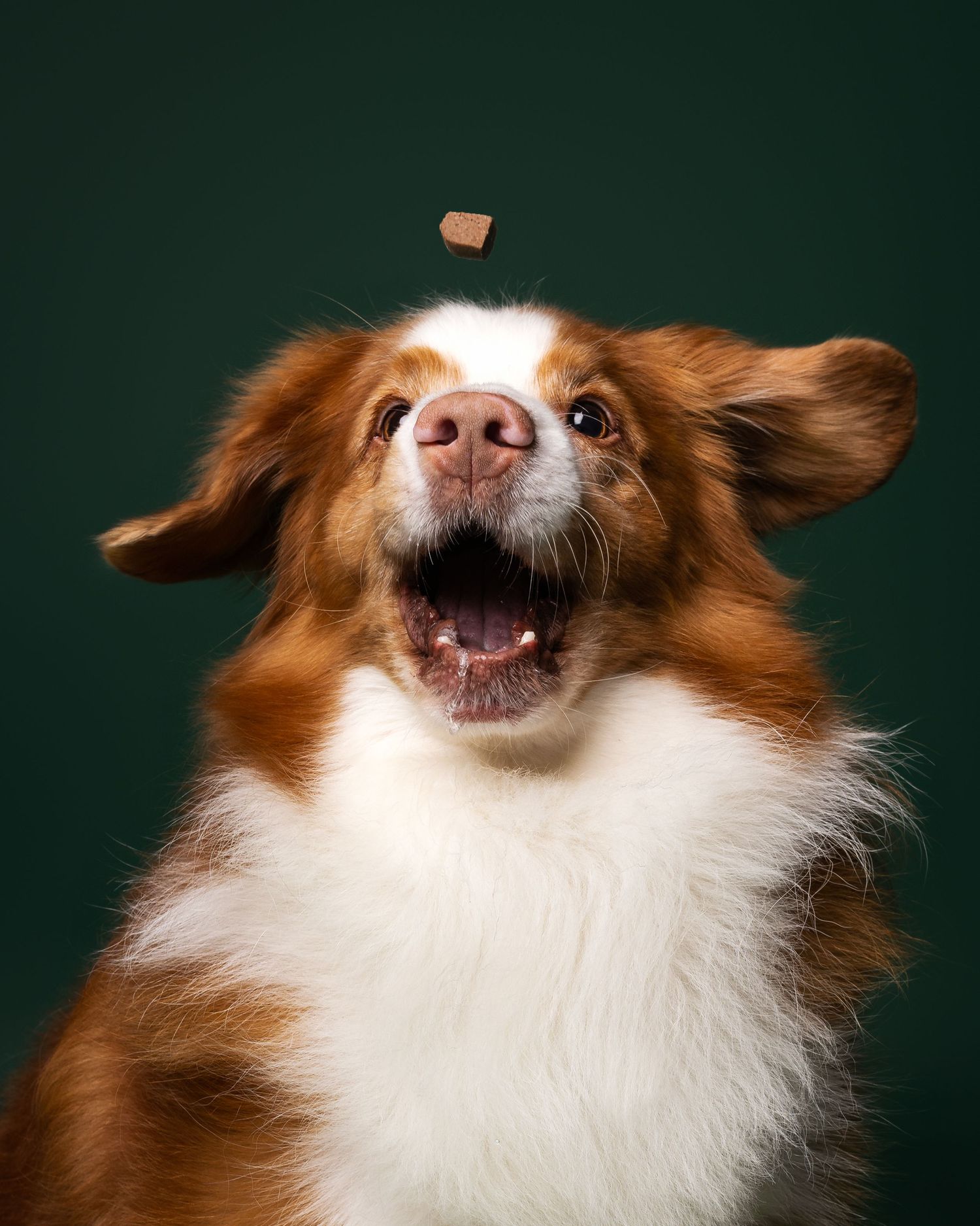 hond in studio
