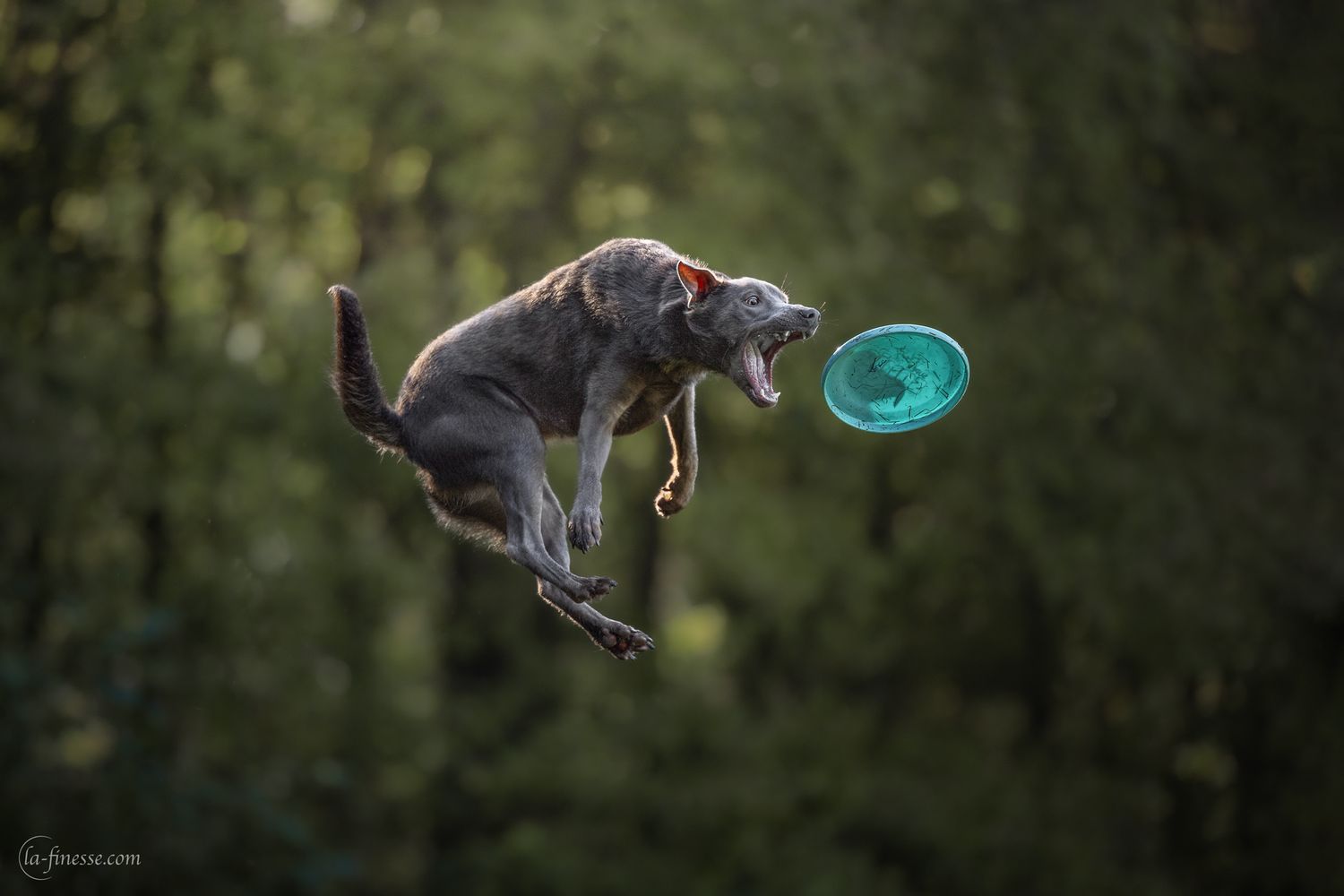 frisbee fotografie