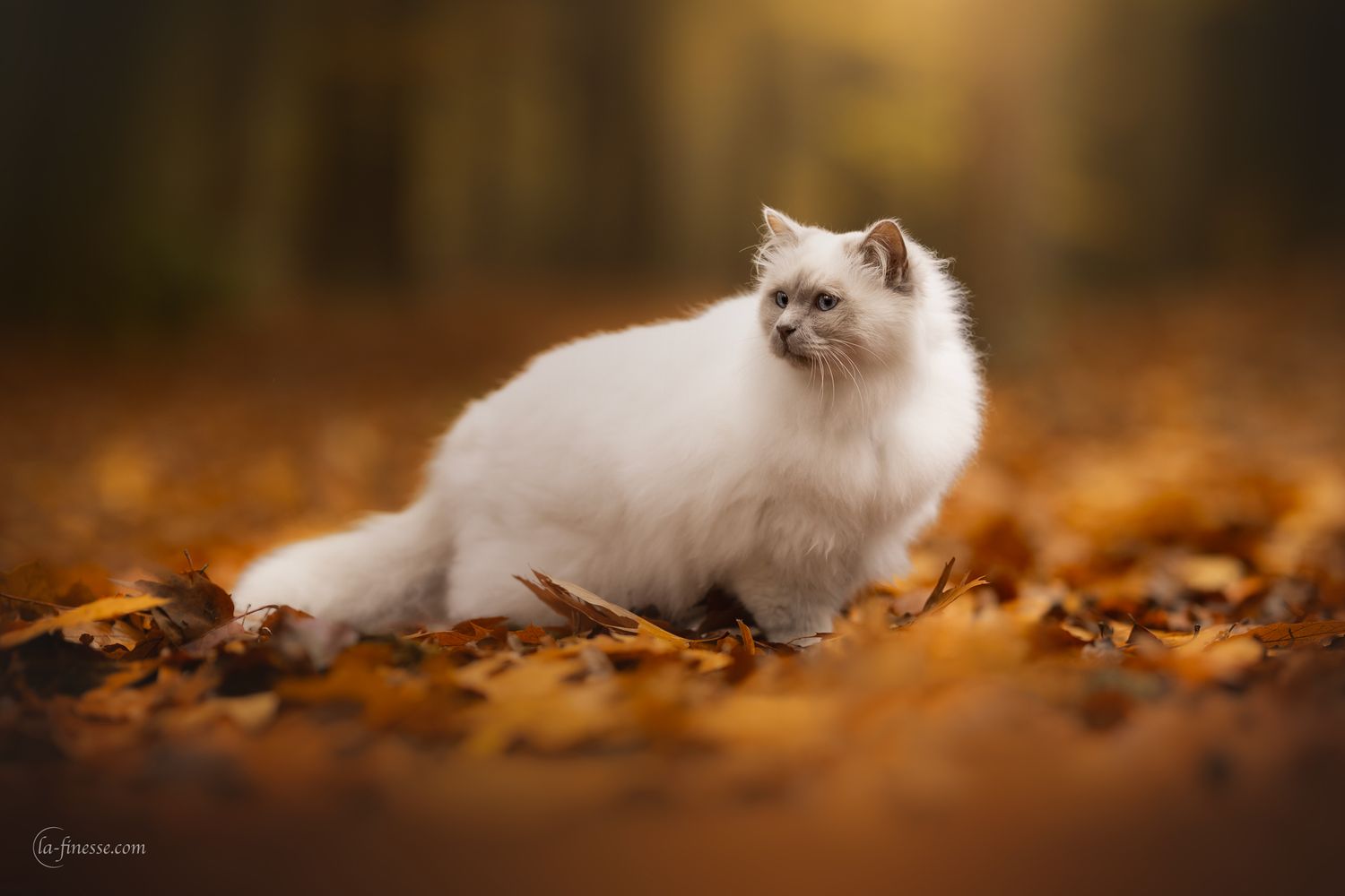 ragdol in de herfst
