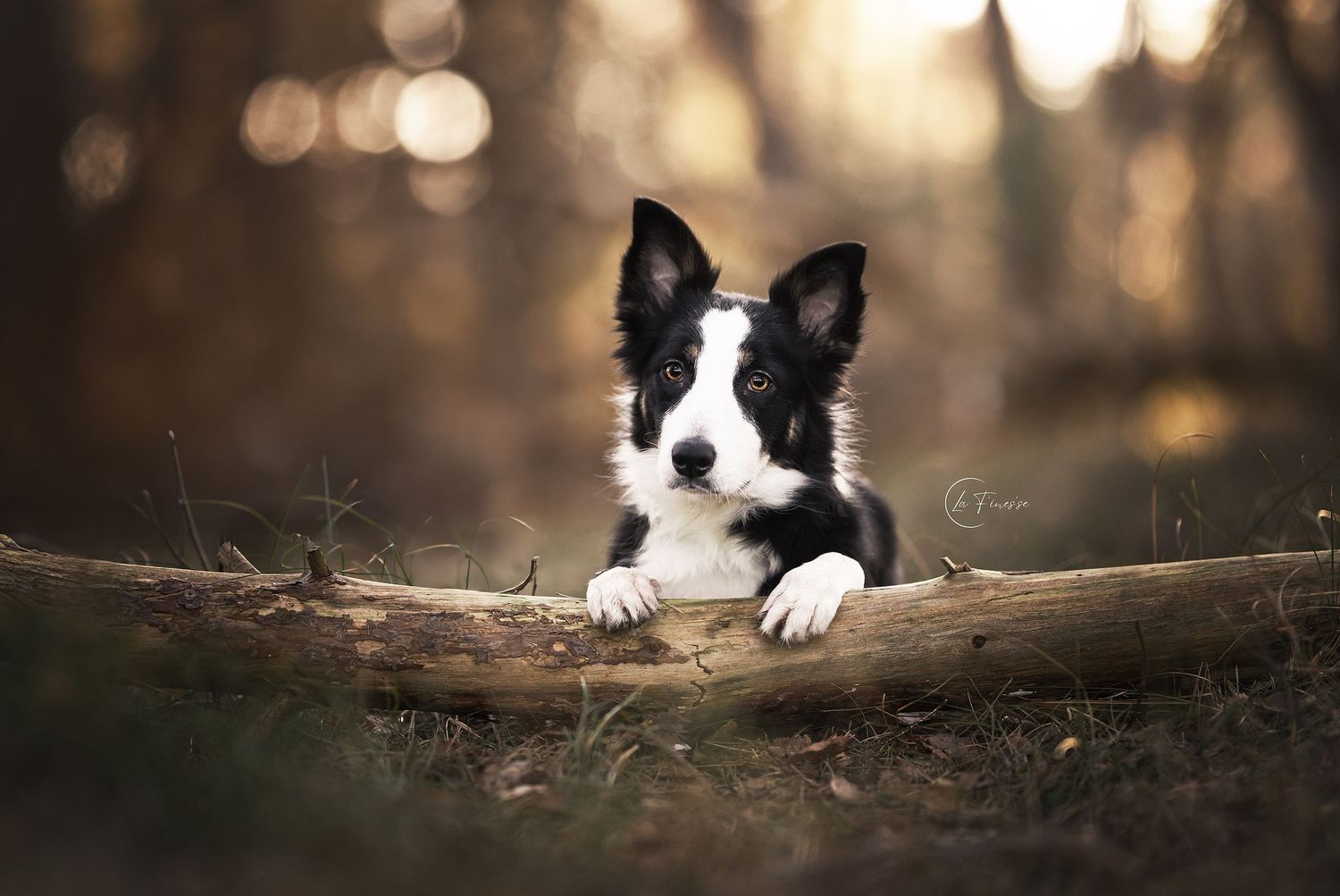 border collie