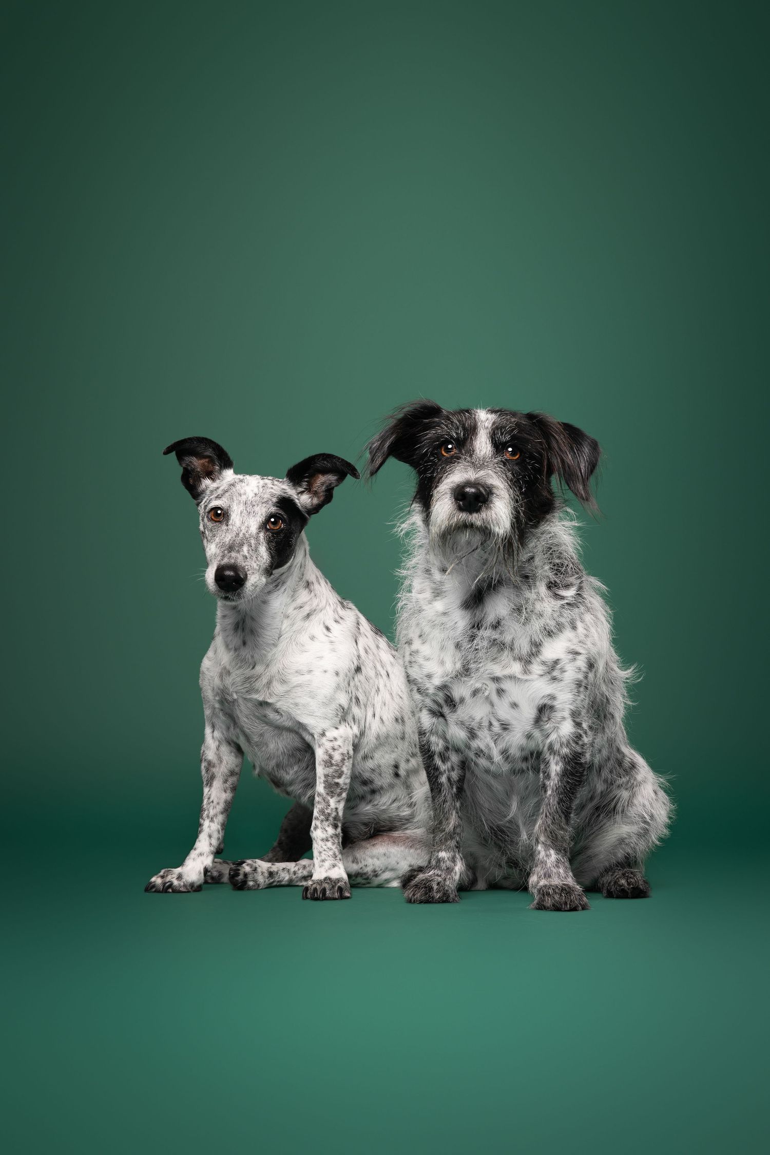 honden in studio