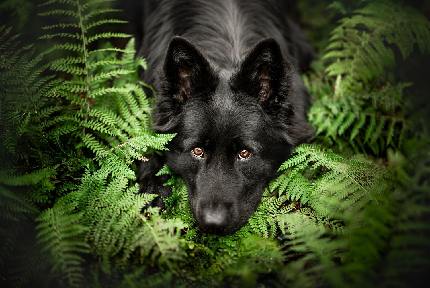 duitse herder foto tussen de varens