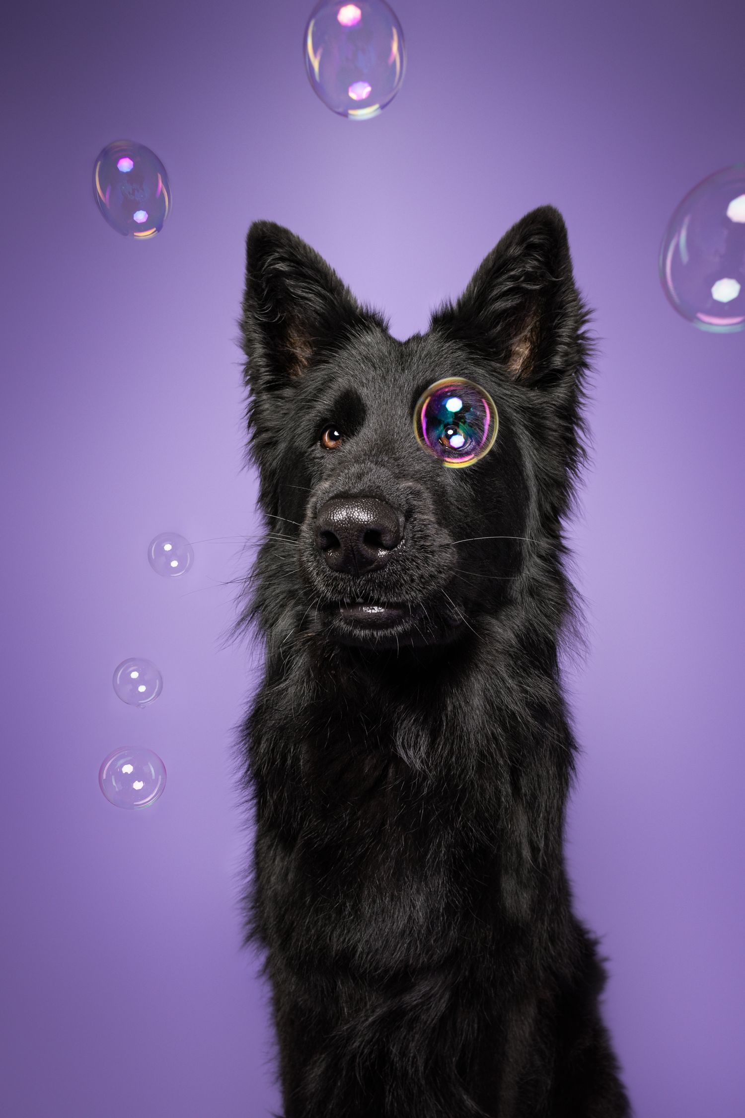 bellenblaas foto met hond