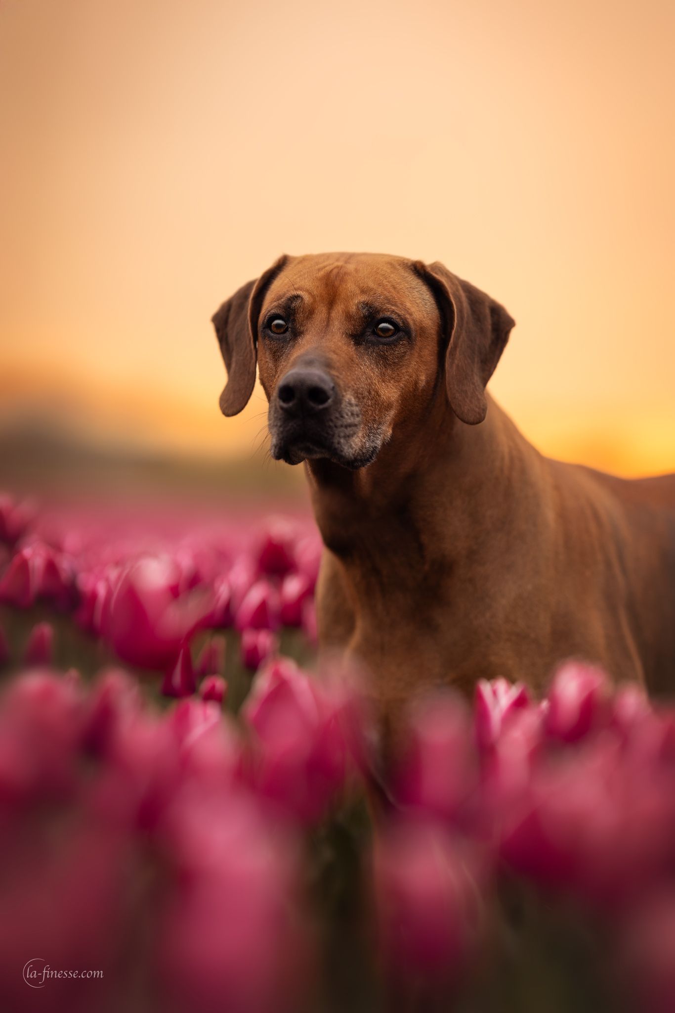 ridgeback