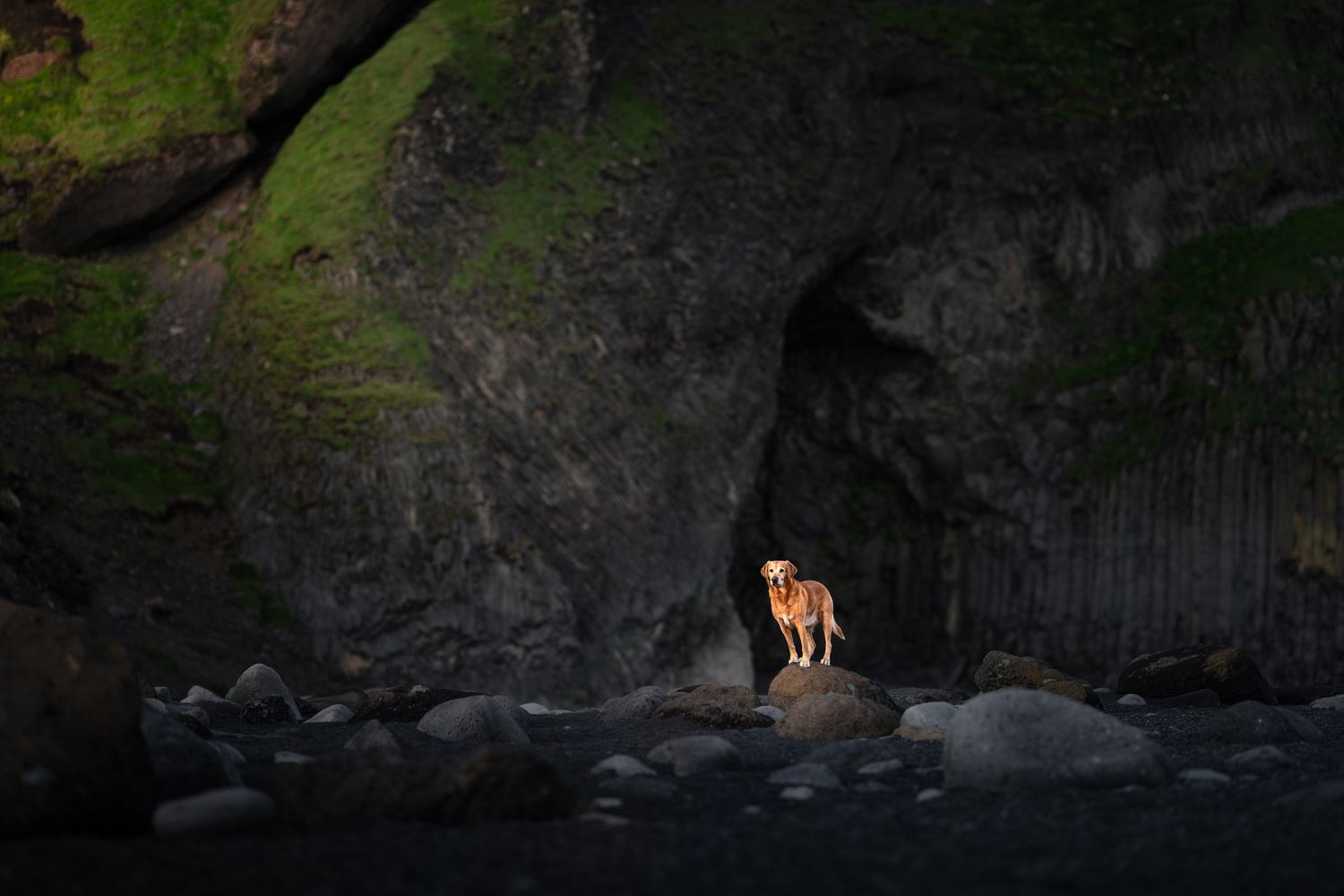 honden in de natuur