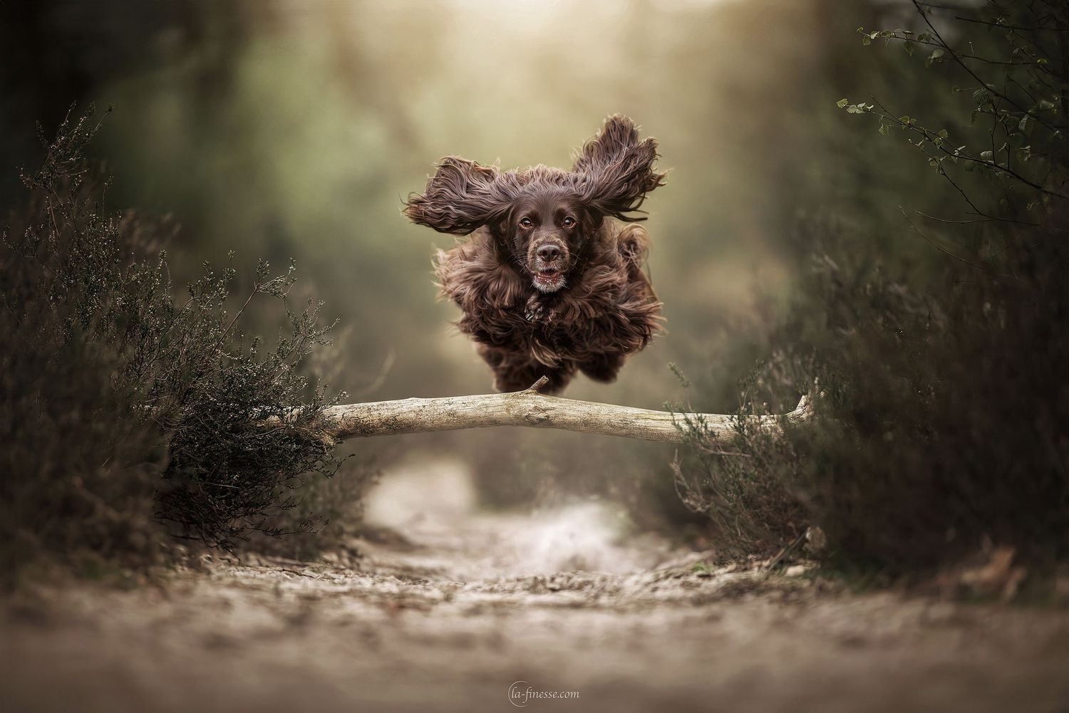 hond in actie