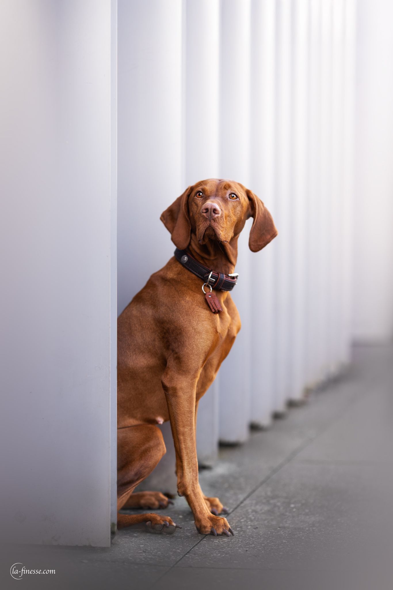 vizsla
