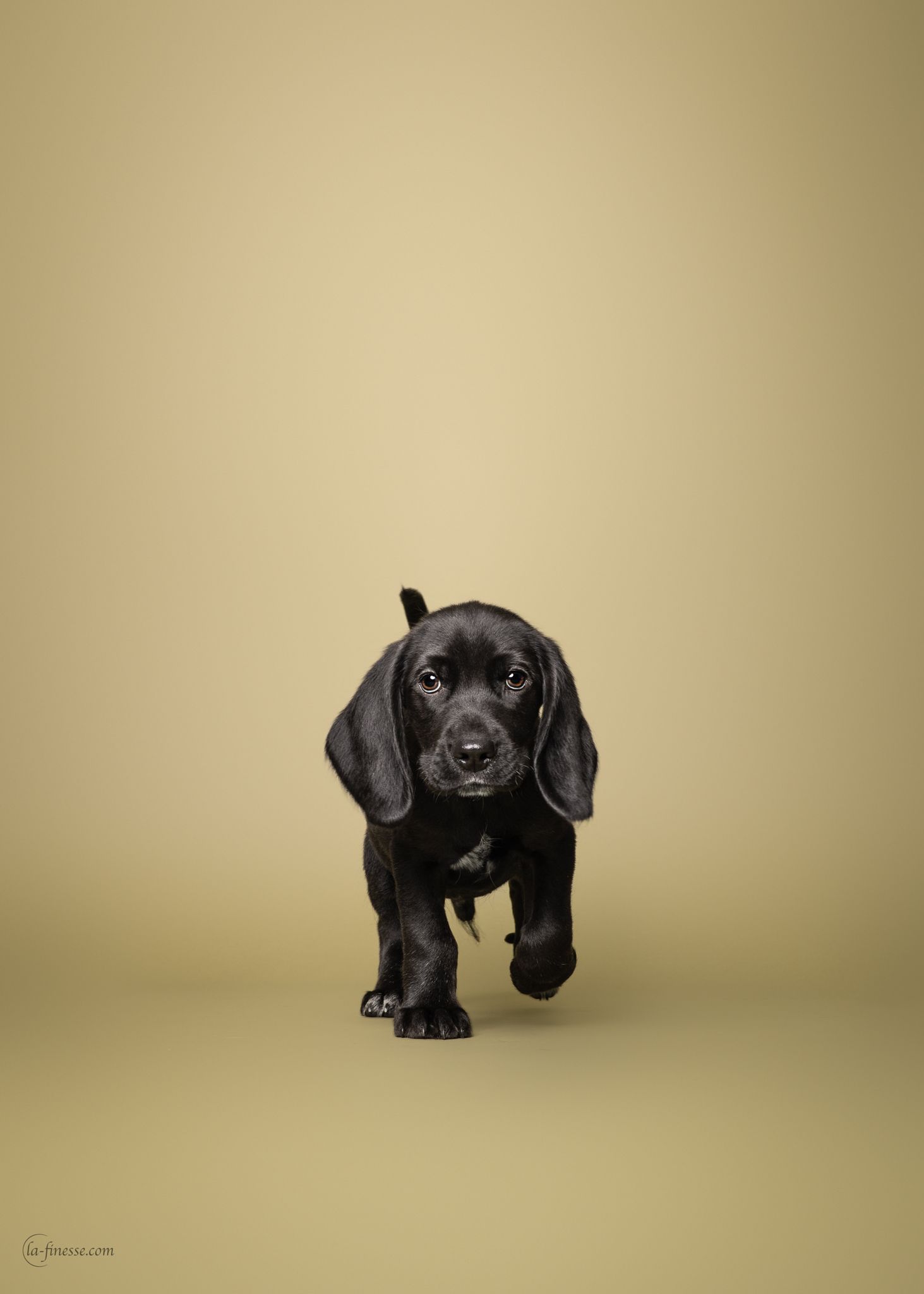 puppy