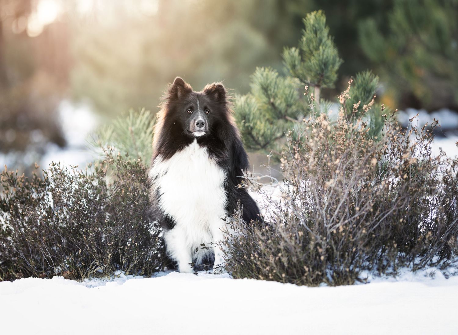sheltie in de sneeuw foto