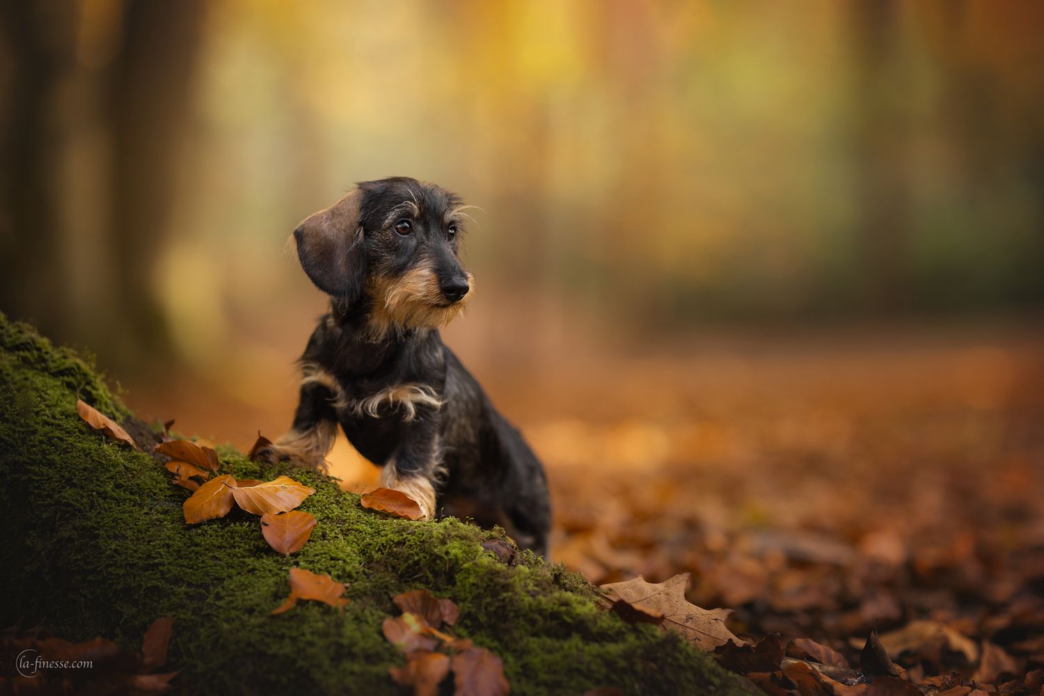 herfst foto van teckel