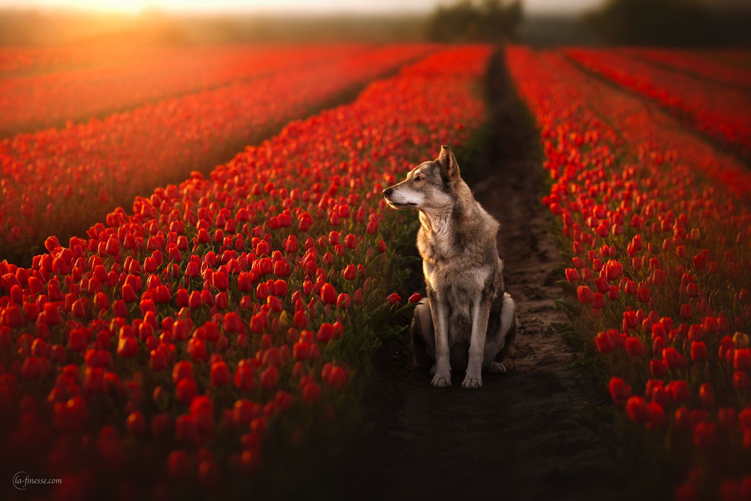 Saarloos wolfshond portret