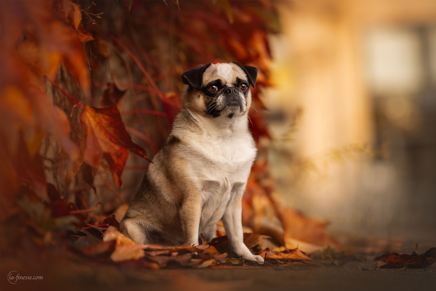 herfst portret hond