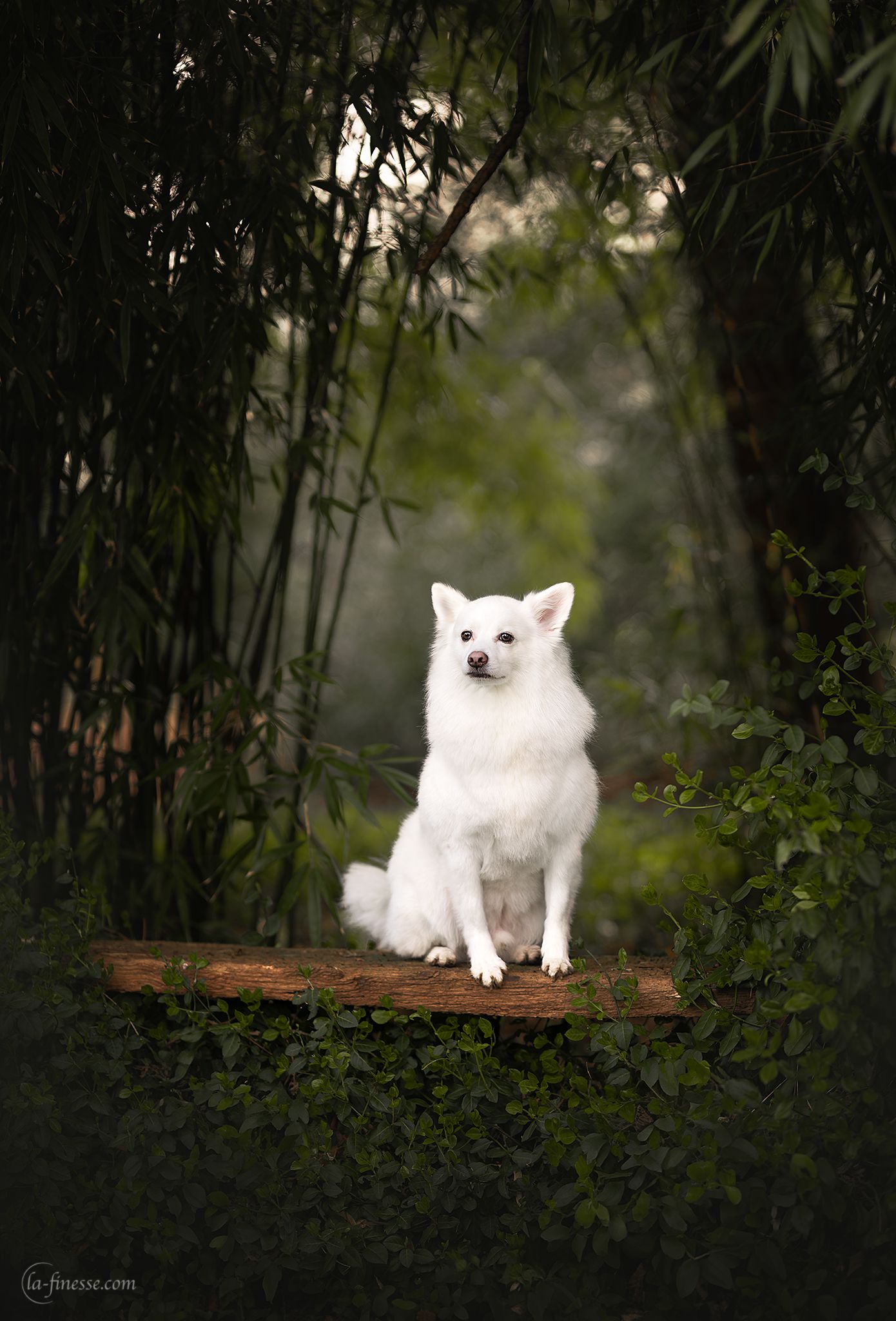 keeshond