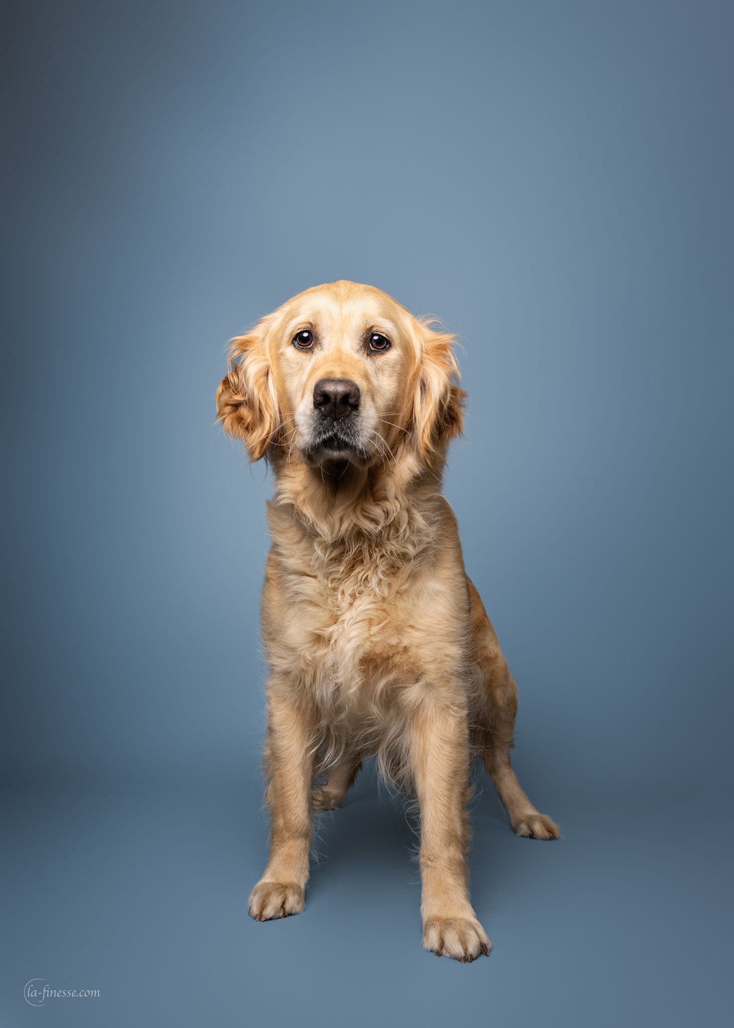 dierenasiel