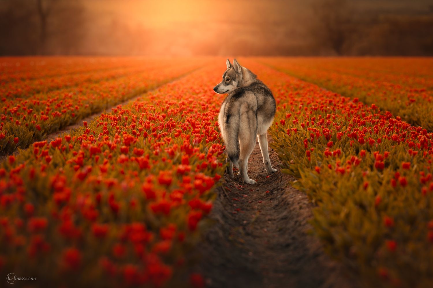 husky tussen de tulpen