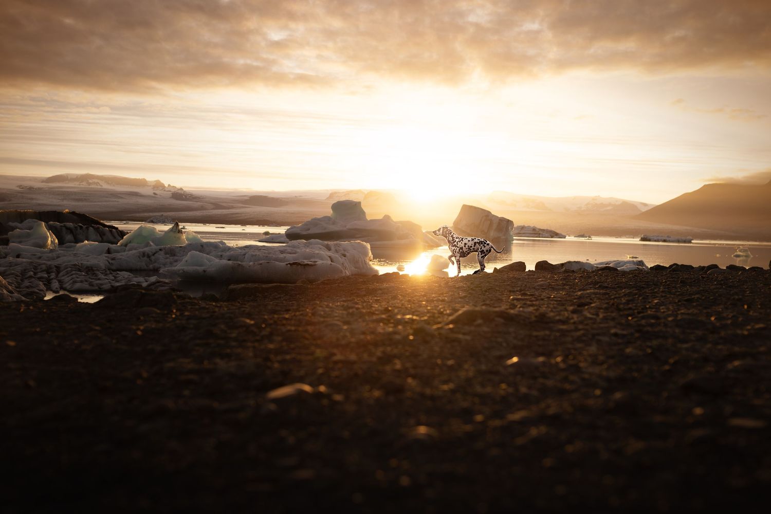 honden in natuur fotograferen