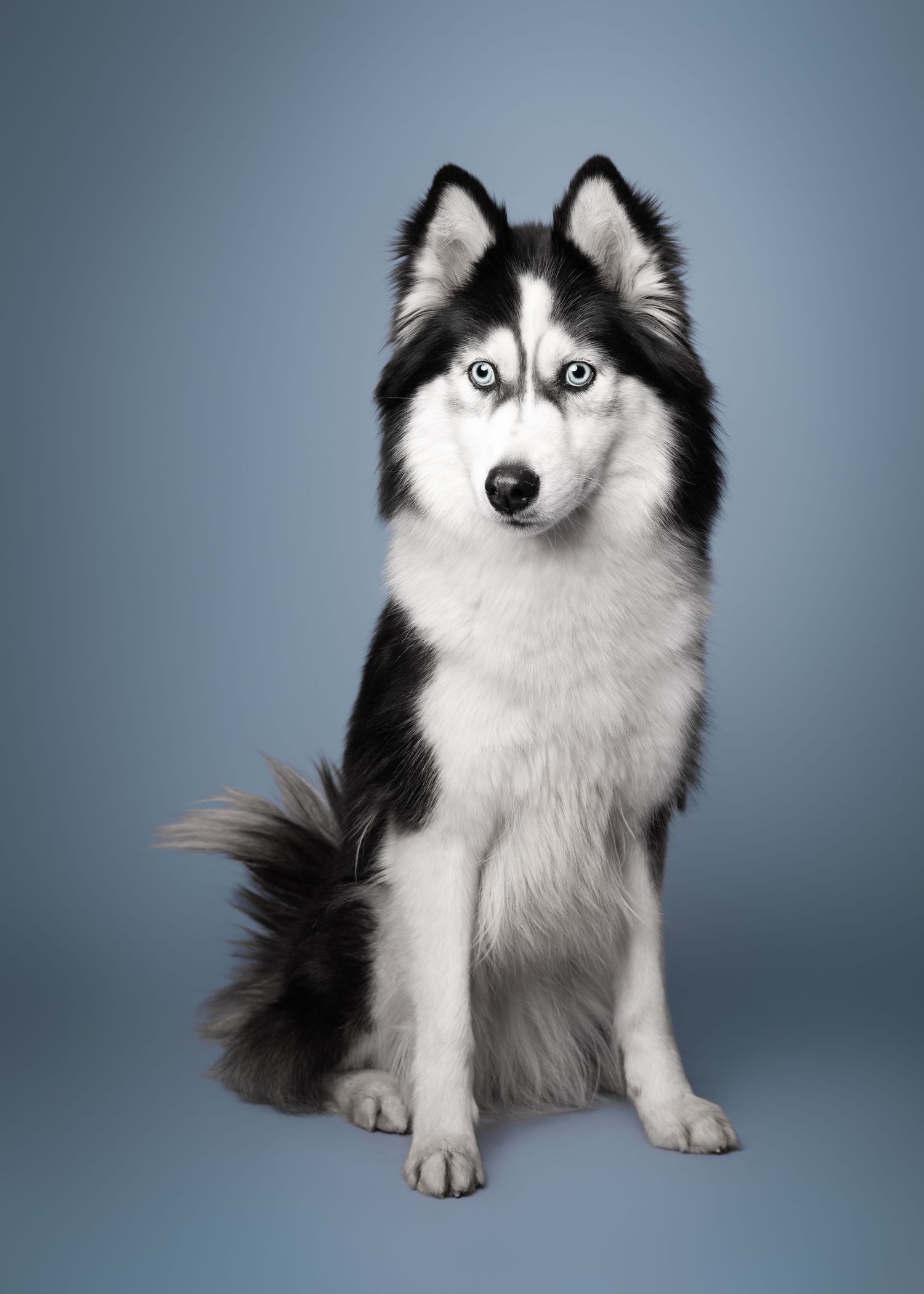 husky