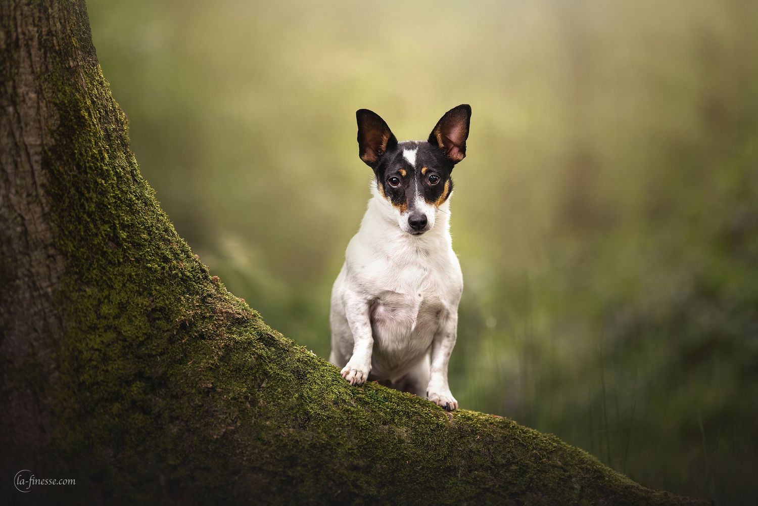 jack russel