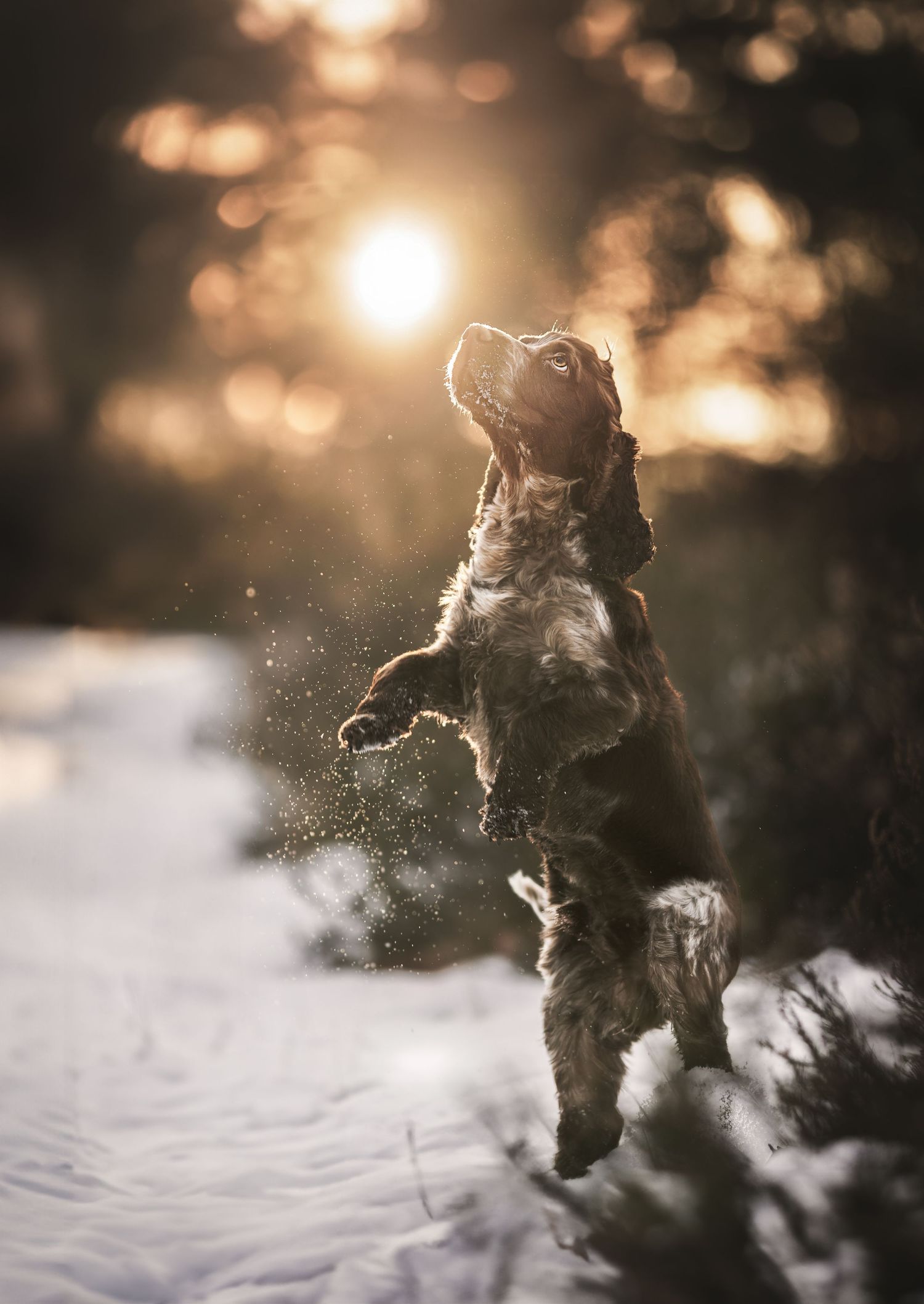 cocker