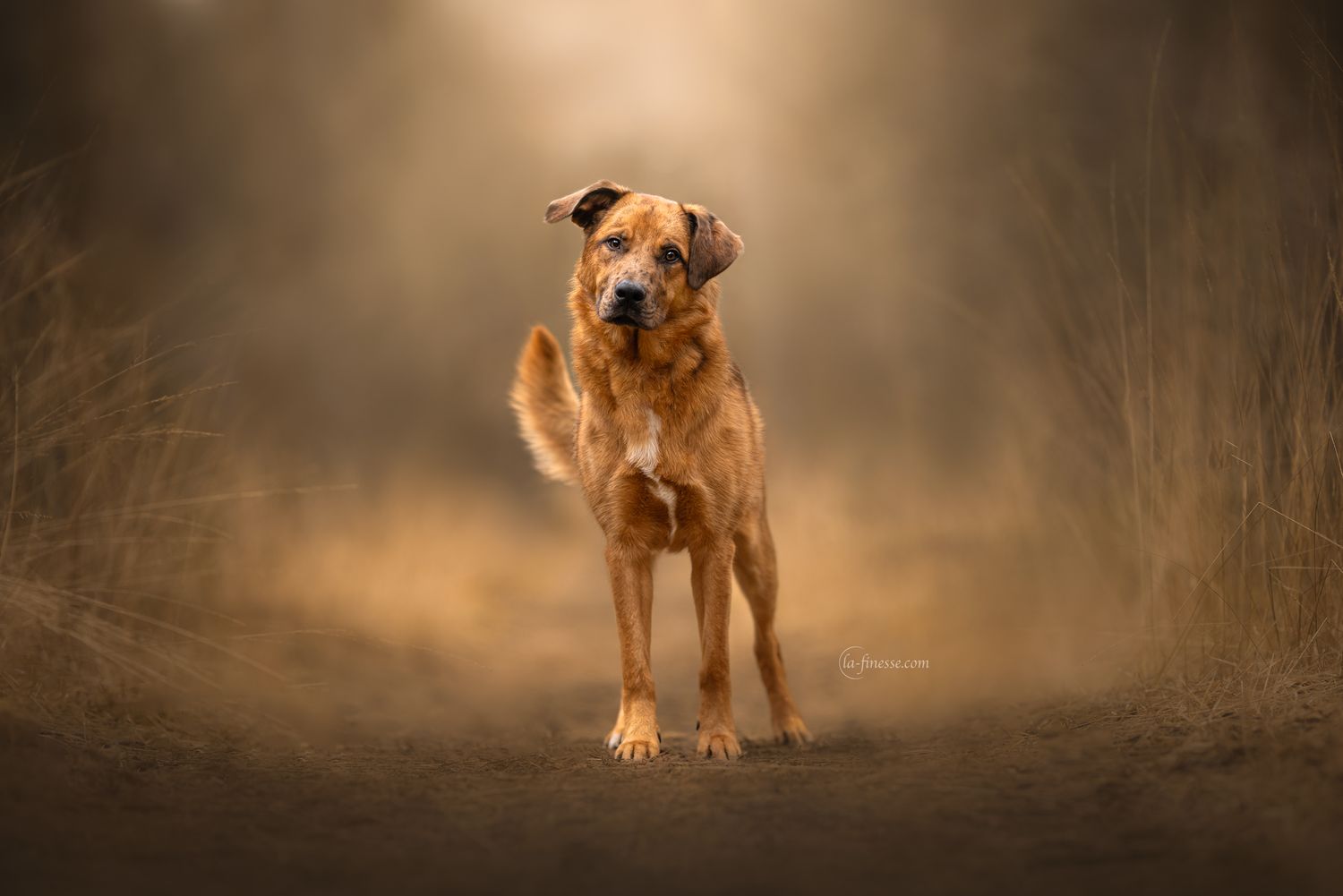 hondenfoto