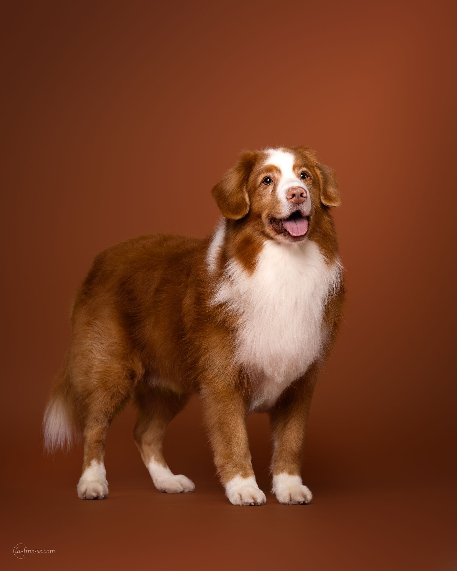 hond in studio