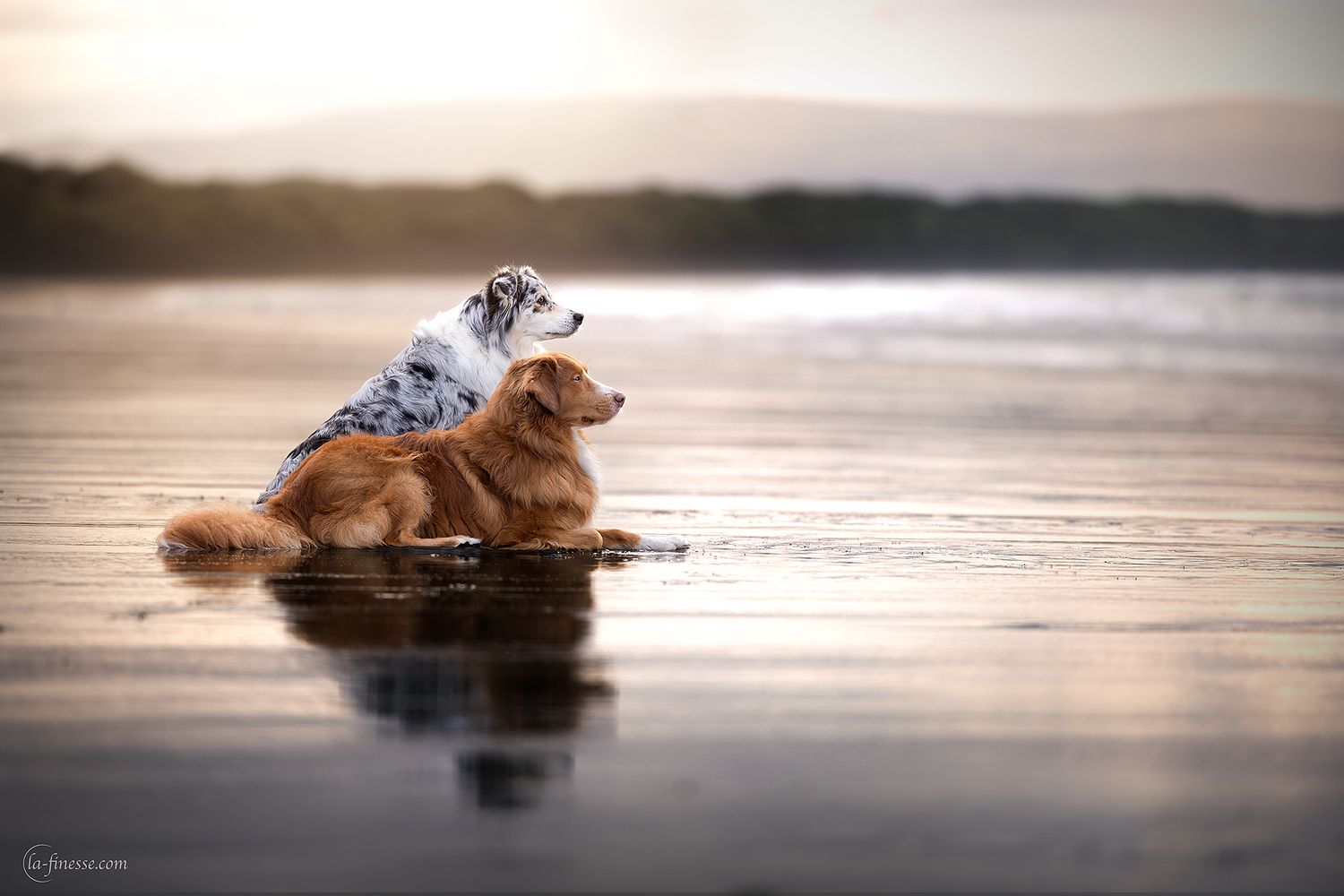 vriendschap tussen 2 honden
