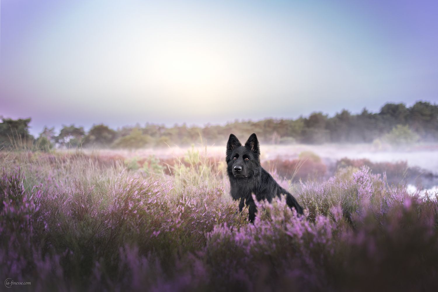zwarte hond foto