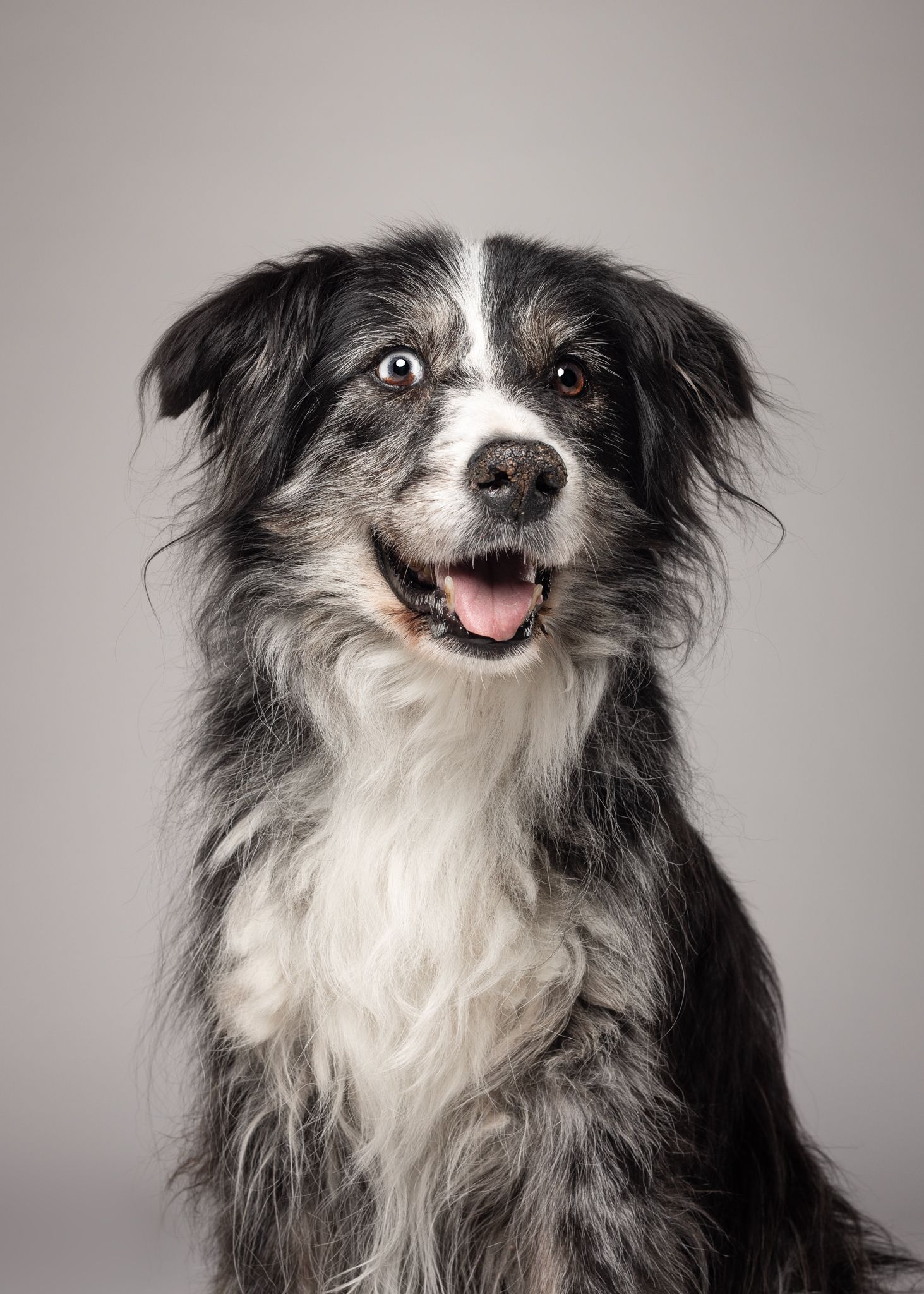 senior hond fotografie