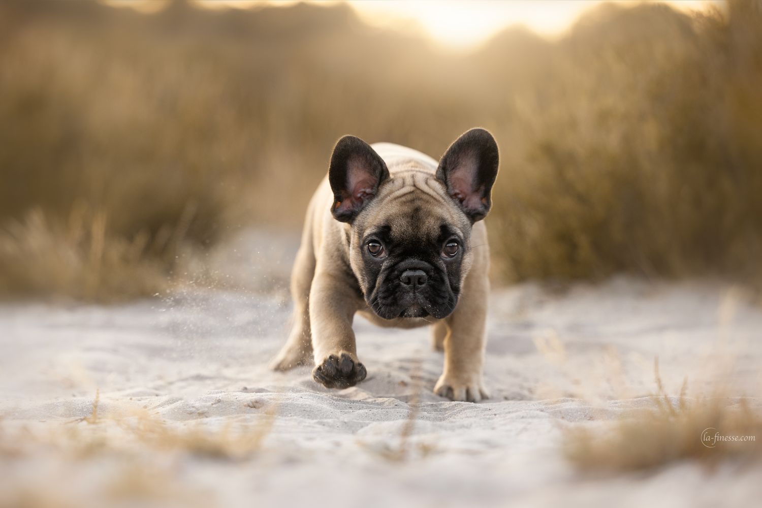 franse bulldog portret