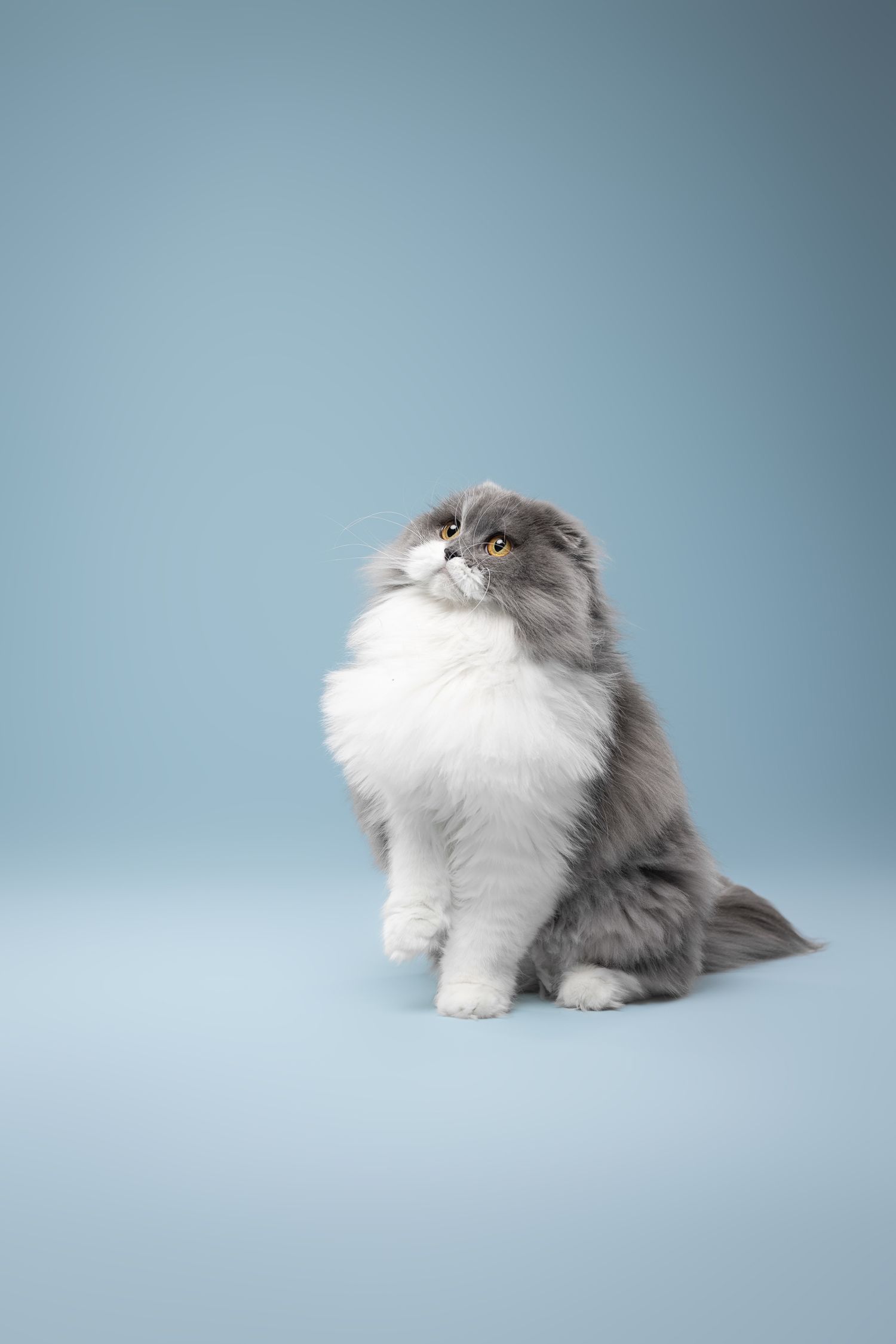 kattenfoto
