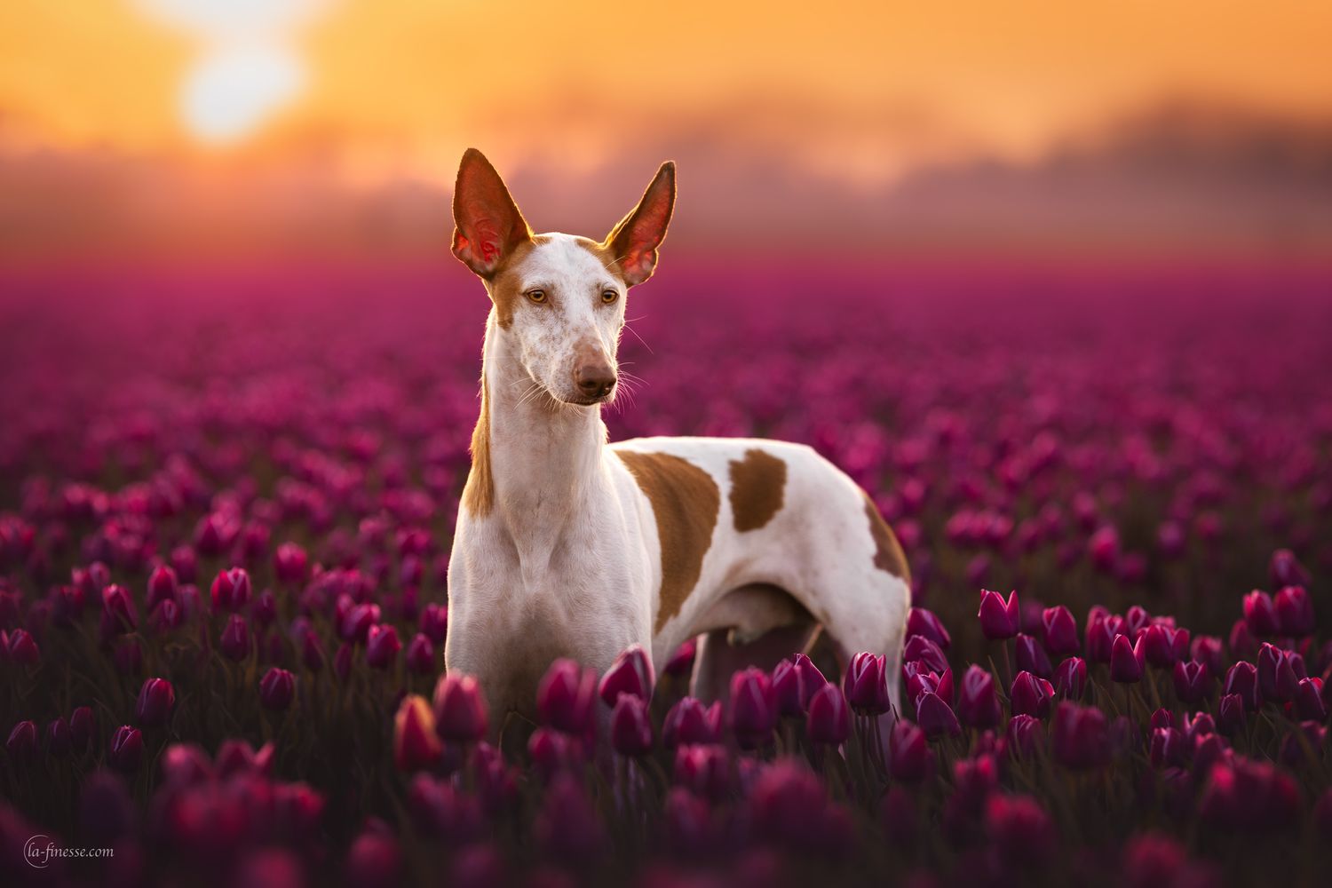 podenco portret