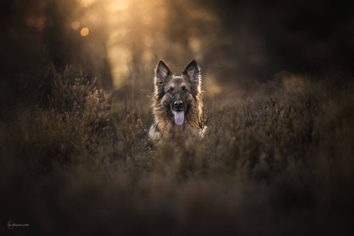 Duitse herder foto