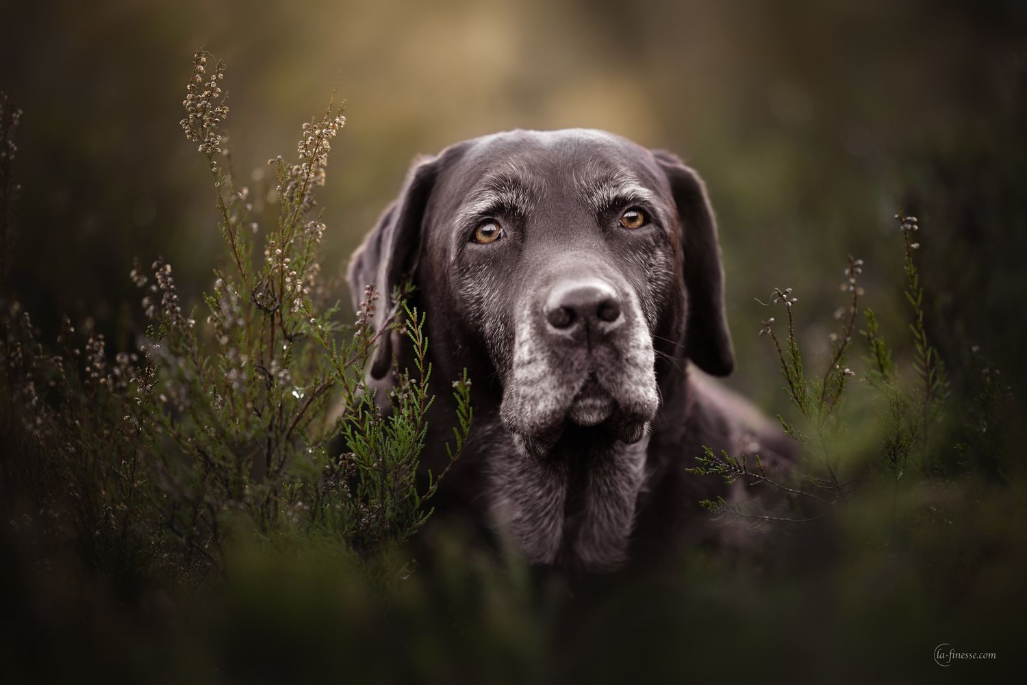 labrador